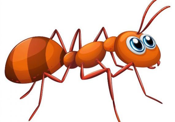 ** VK Pest Services Inc. - Gold Partner
