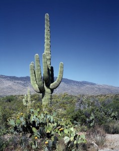 Cactus desert